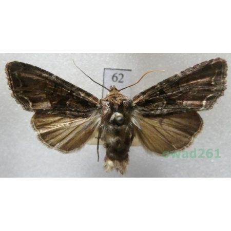 Lacanobia thalassina (Hufnagel, 1766) Czech62